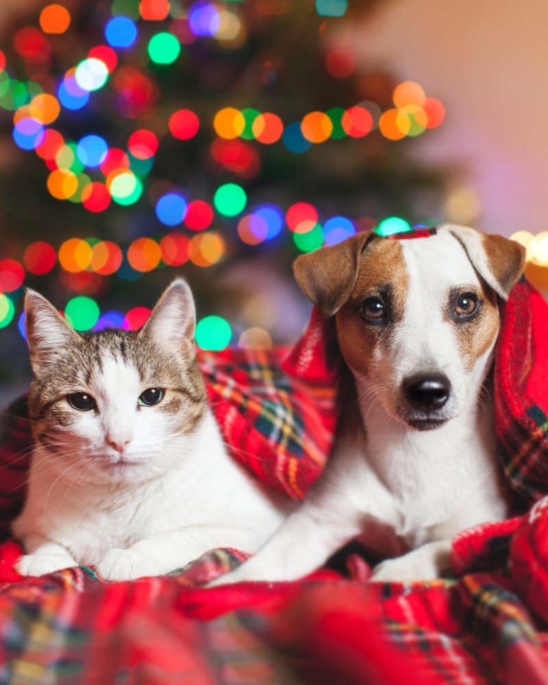 Evcil Hayvan Dostu Tesisler